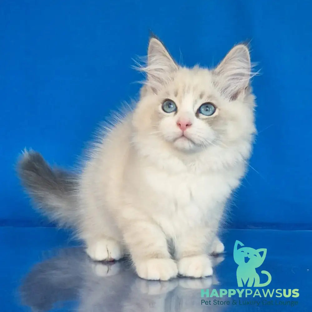 Endy Siberian male blue bicolour tabby pointed - live animals