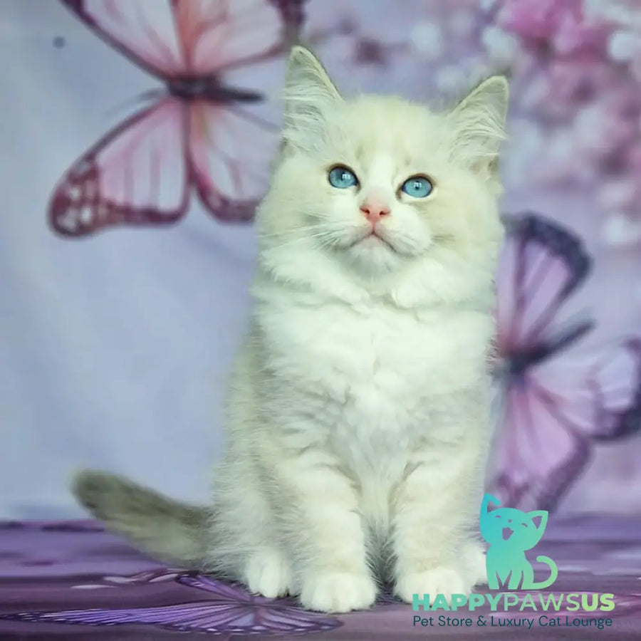 Endy Siberian male blue bicolour tabby pointed - live animals