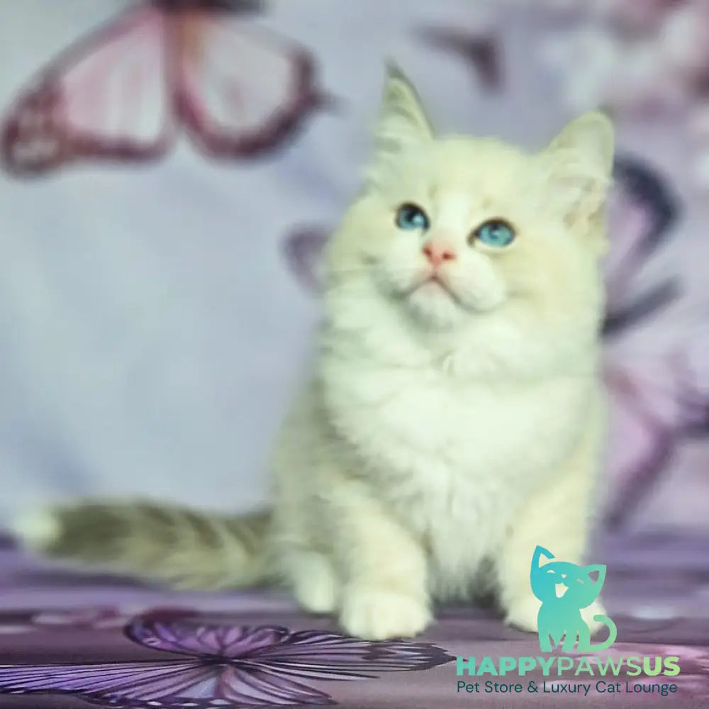 Endy Siberian male blue bicolour tabby pointed - live animals