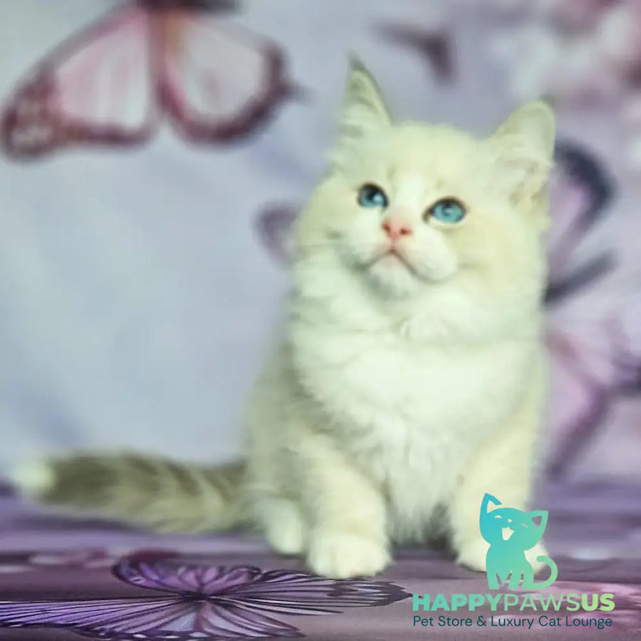 Endy Siberian male blue bicolour tabby pointed - live animals