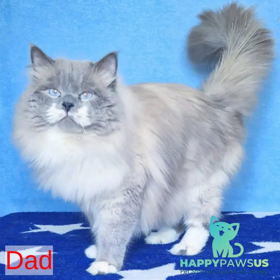 Endy Siberian male blue bicolour tabby pointed - live animals