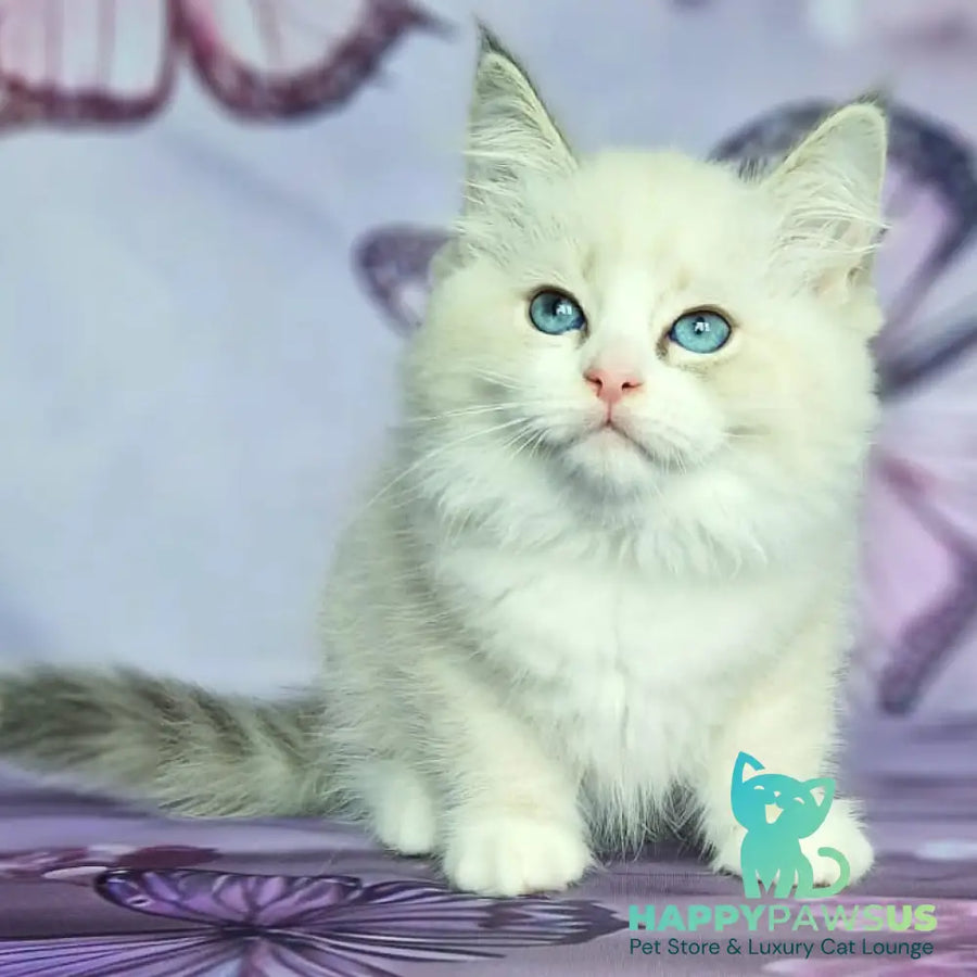 Endy Siberian male blue bicolour tabby pointed - live animals