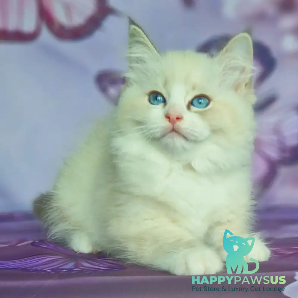 Endy Siberian male blue bicolour tabby pointed - live animals