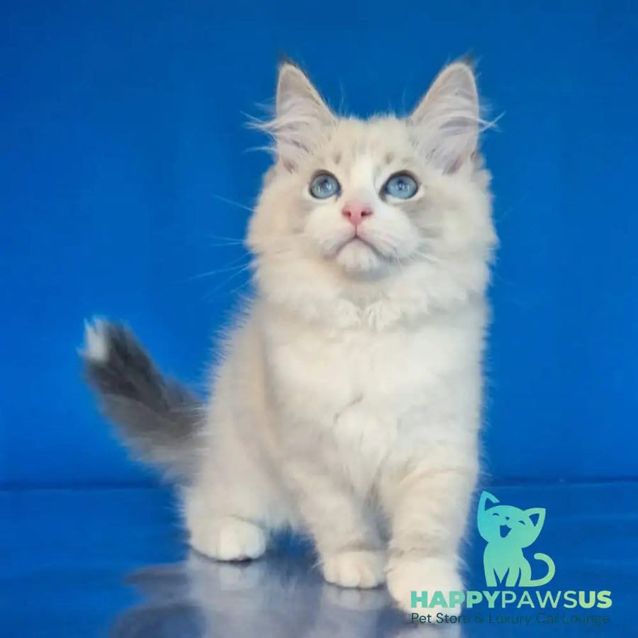 Endy Siberian male blue bicolour tabby pointed - live animals