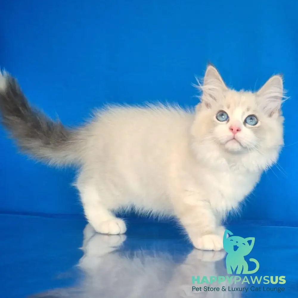 Endy Siberian male blue bicolour tabby pointed - live animals