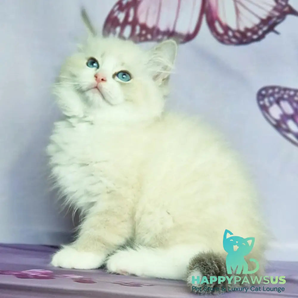 Endy Siberian male blue bicolour tabby pointed - live animals