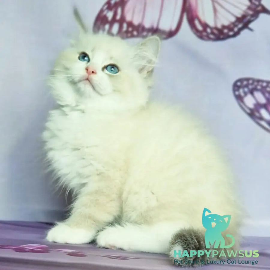 Endy Siberian male blue bicolour tabby pointed - live animals