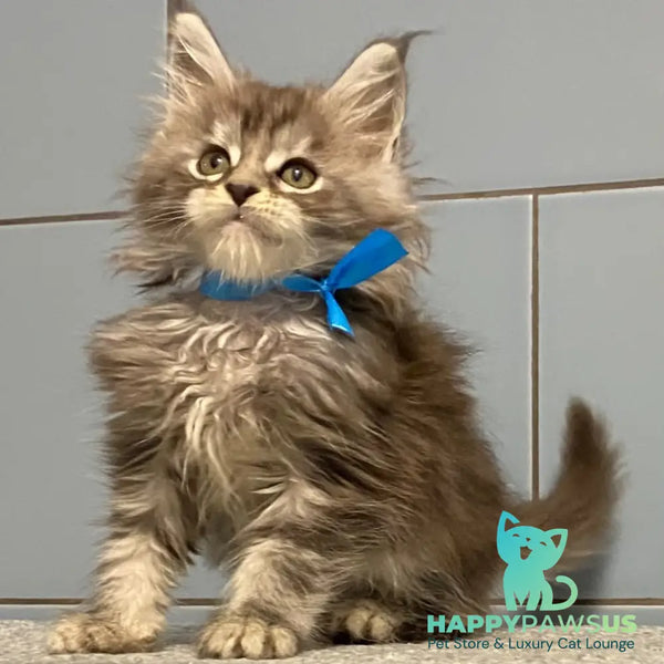 Engels Maine Coon male black silver tabby - live animals