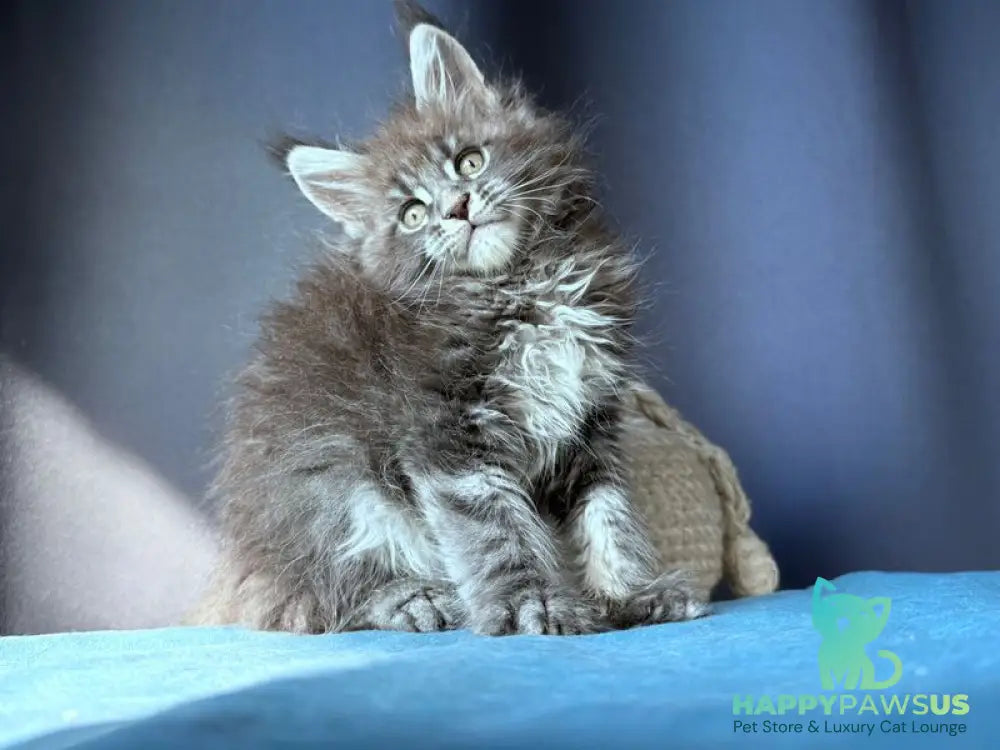 Engine Maine Coon male blue tabby - live animals