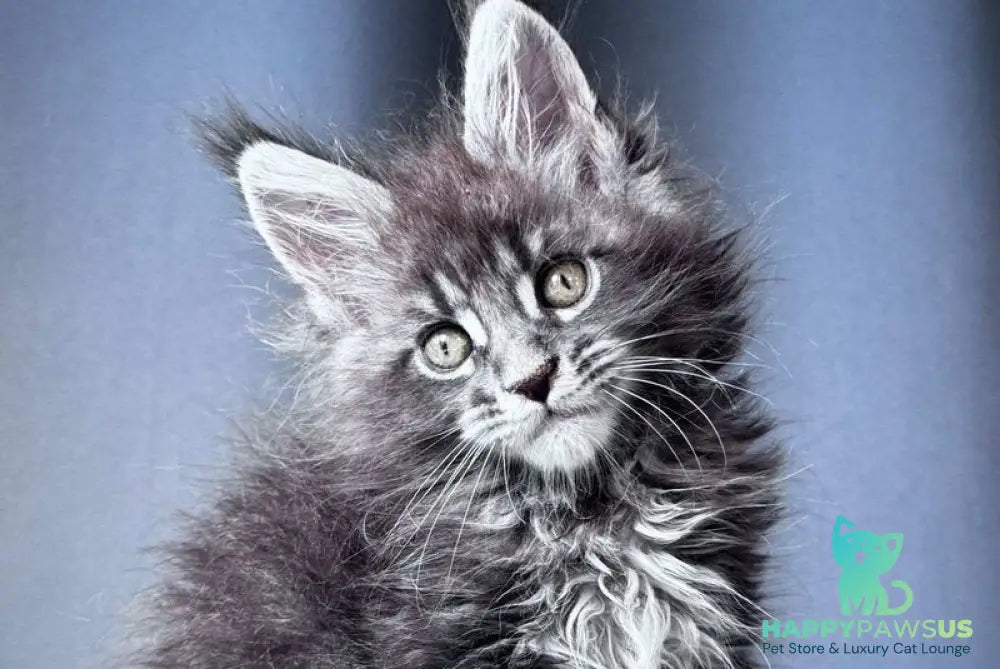 Engine Maine Coon male blue tabby - live animals