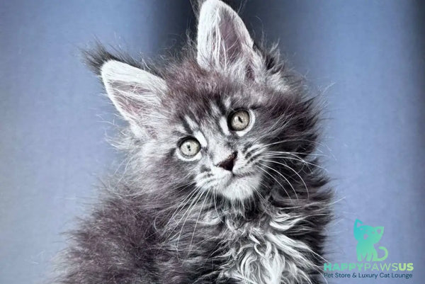 Engine Maine Coon male blue tabby - live animals