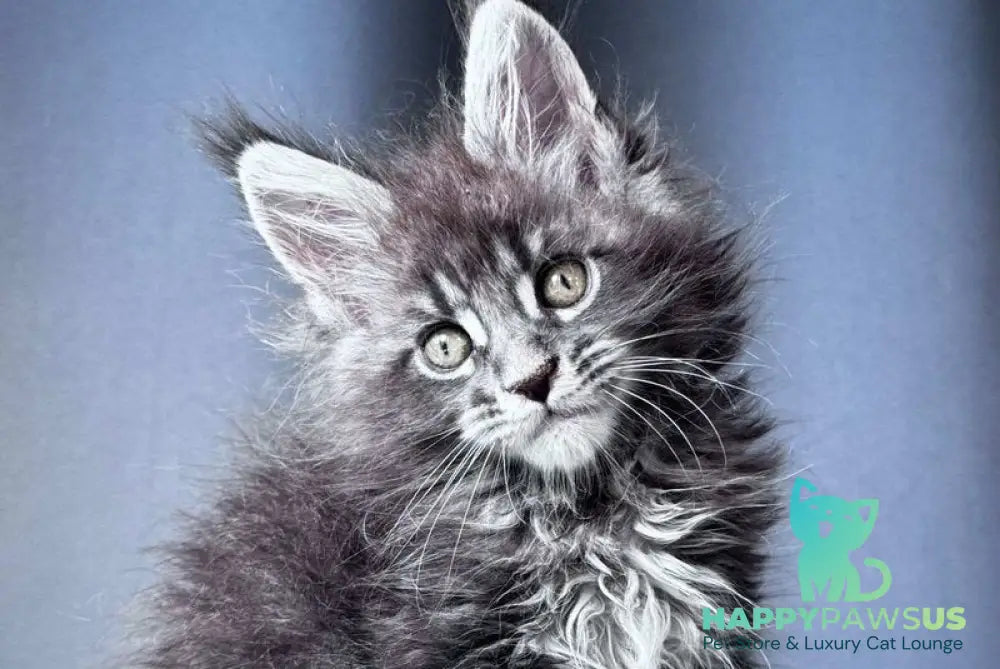 Engine Maine Coon male blue tabby - live animals