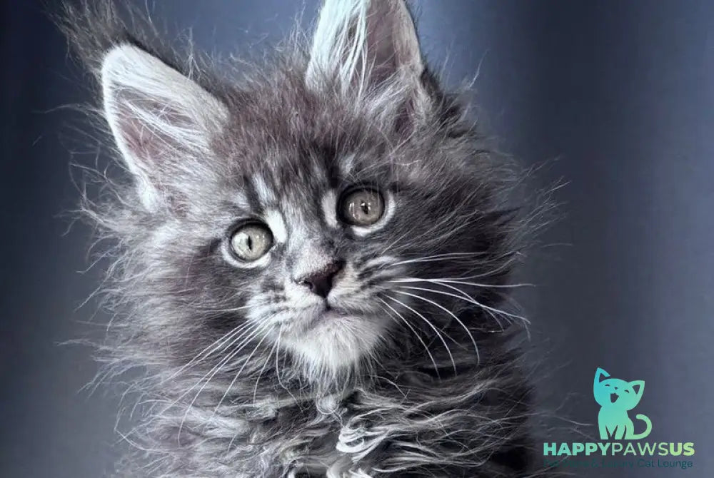 Engine Maine Coon male blue tabby - live animals