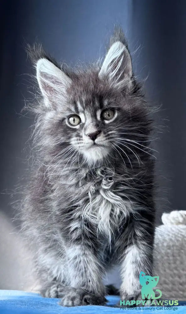 Engine Maine Coon male blue tabby - live animals