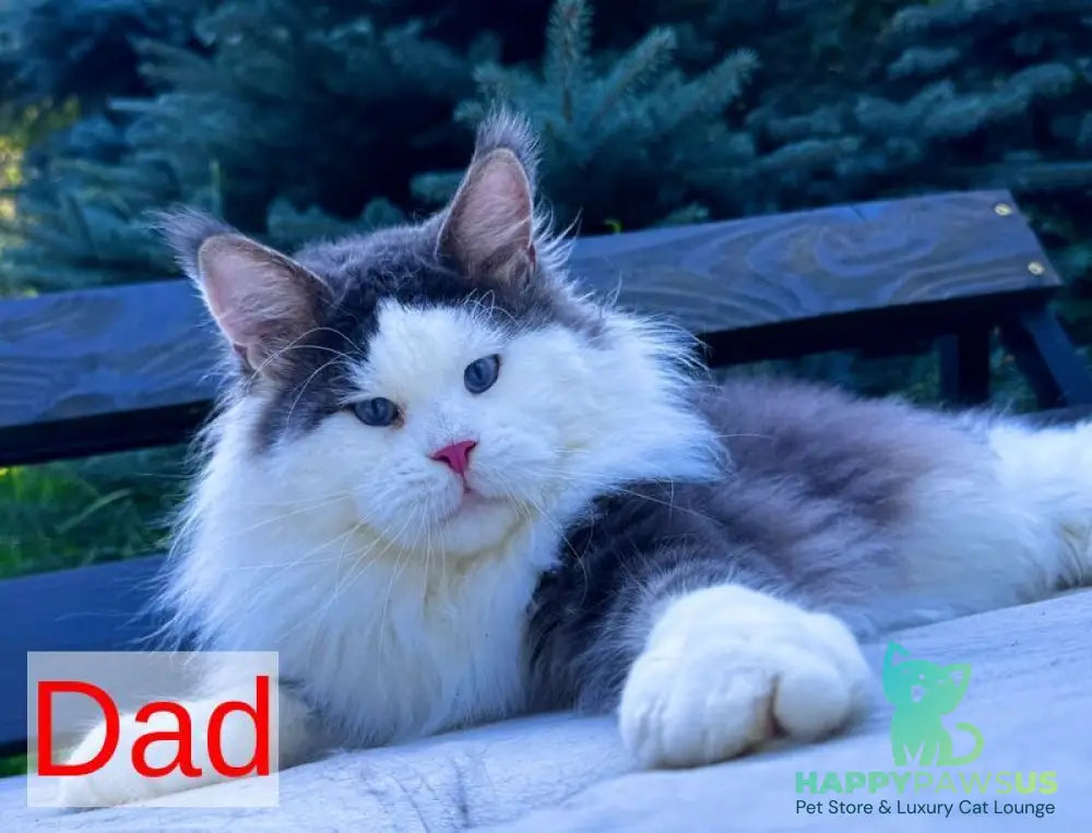 Engine Maine Coon male blue tabby - live animals