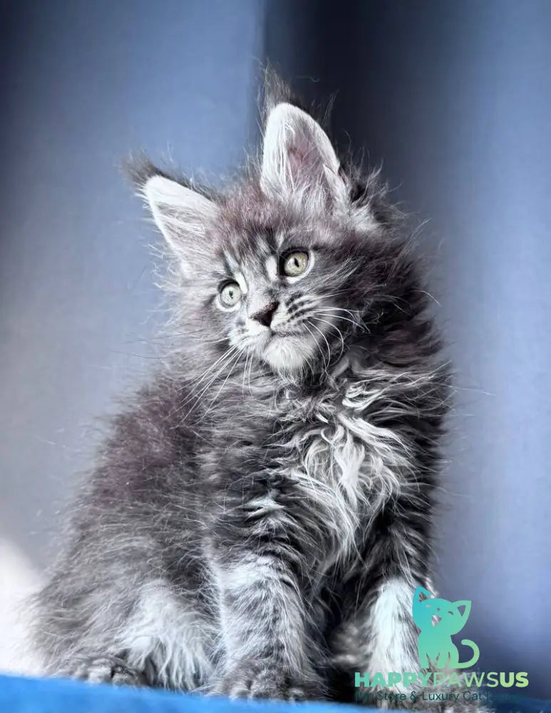 Engine Maine Coon male blue tabby - live animals