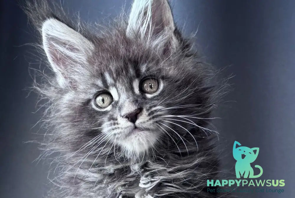 Engine Maine Coon male blue tabby - live animals