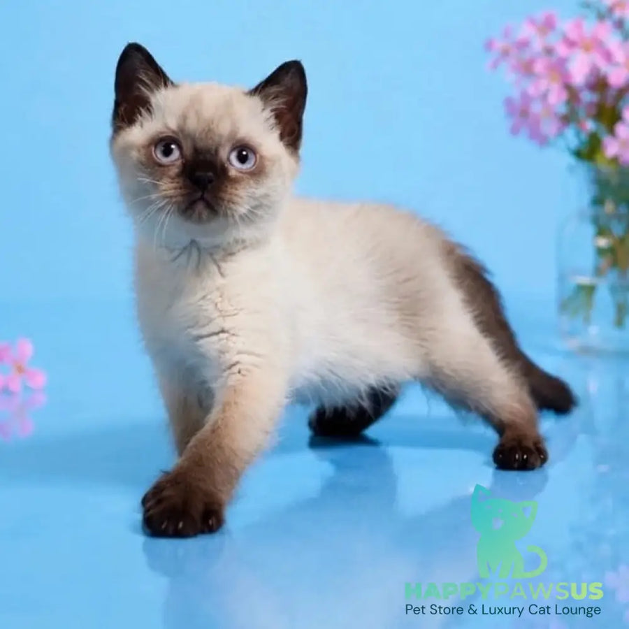 Enigma British Shorthair female chocolate pointed - live animals