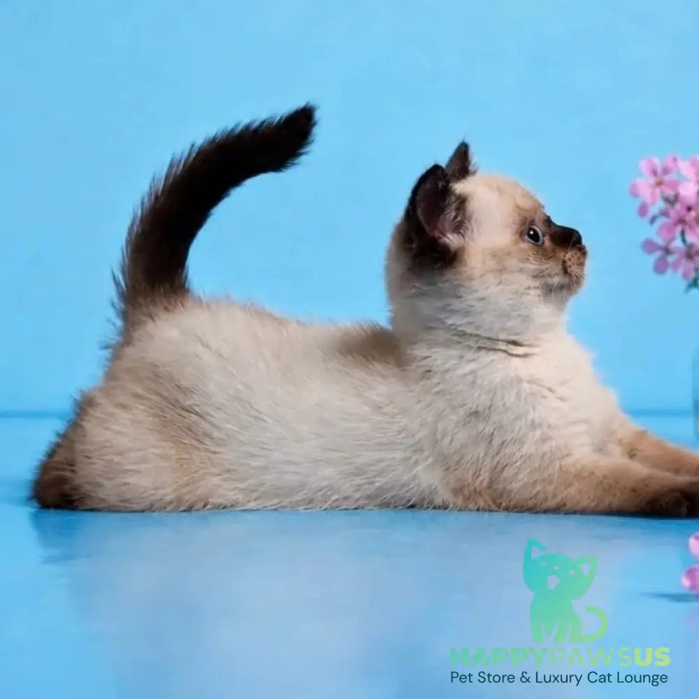 Enigma British Shorthair female chocolate pointed - live animals
