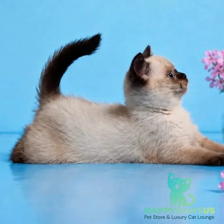 Enigma British Shorthair female chocolate pointed - live animals