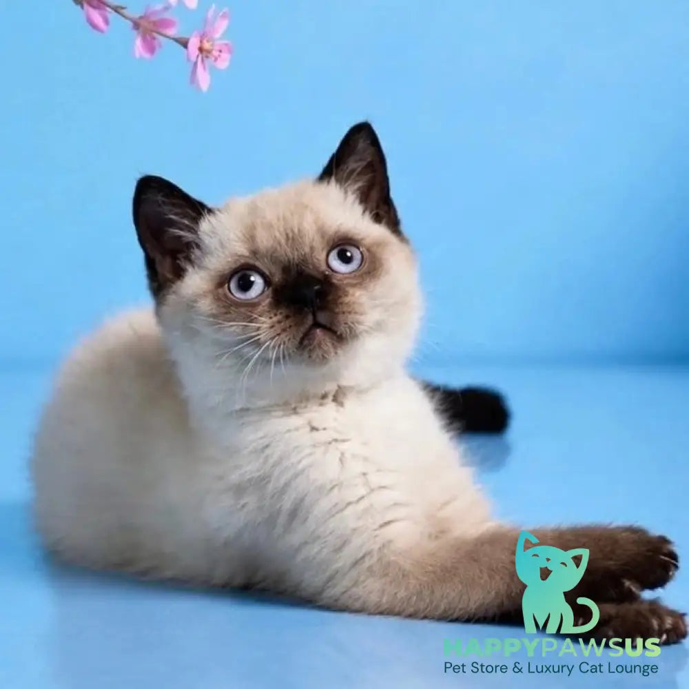 Enigma British Shorthair female chocolate pointed - live animals