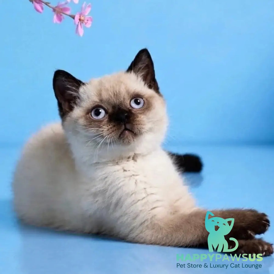 Enigma British Shorthair female chocolate pointed - live animals