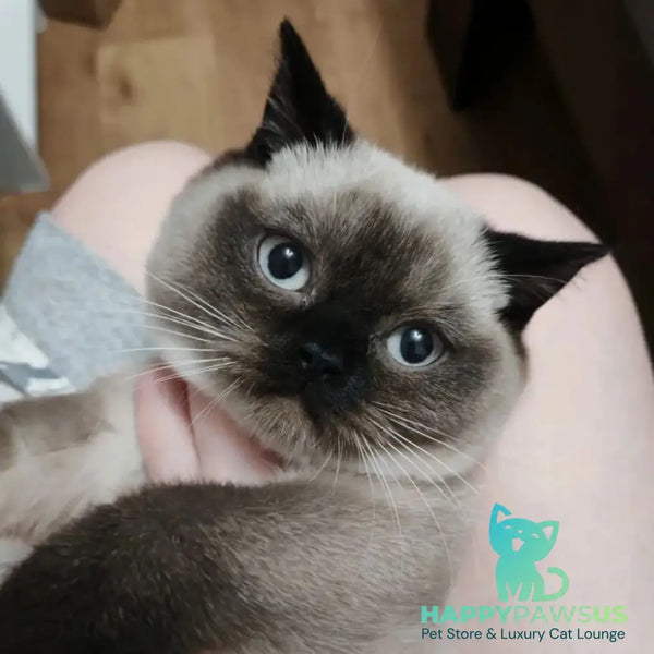 Enigma British Shorthair female chocolate pointed - live animals