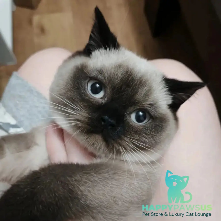 Enigma British Shorthair female chocolate pointed - live animals