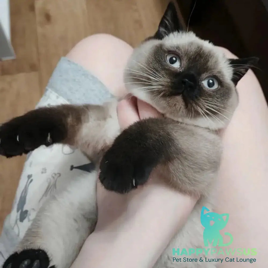 Enigma British Shorthair female chocolate pointed - live animals