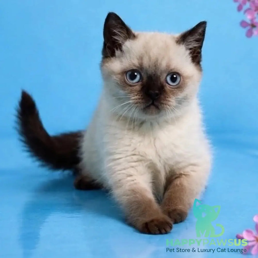 Enigma British Shorthair female chocolate pointed - live animals