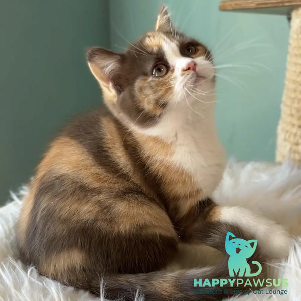 Enigma British Shorthair female chocolate tortie bicolour - live animals