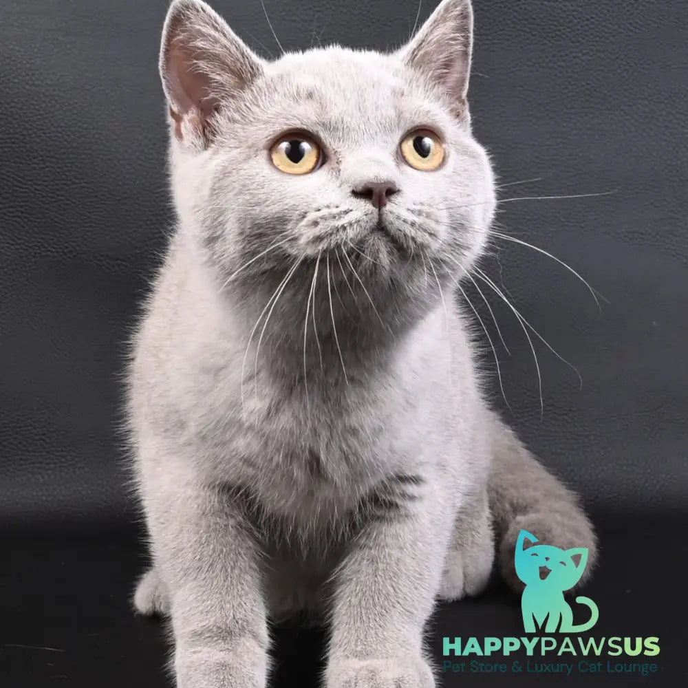 Enigma British Shorthair female lilac - live animals