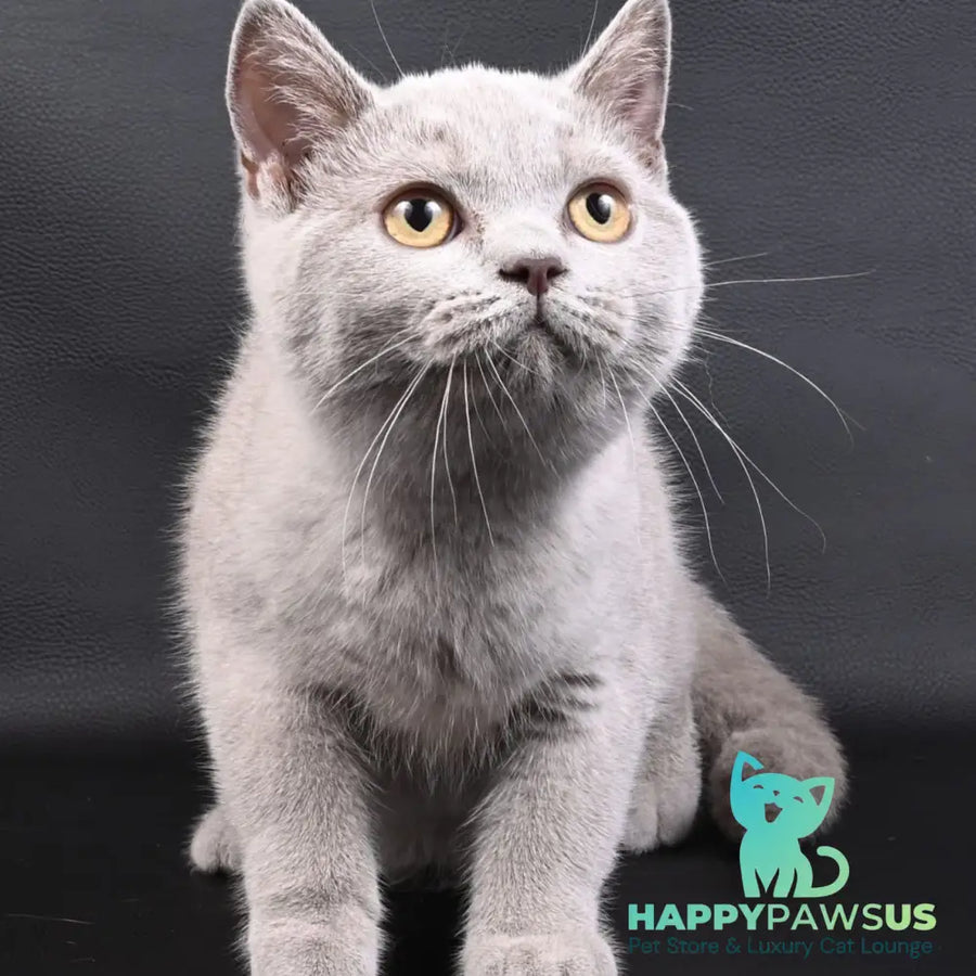 Enigma British Shorthair female lilac - live animals