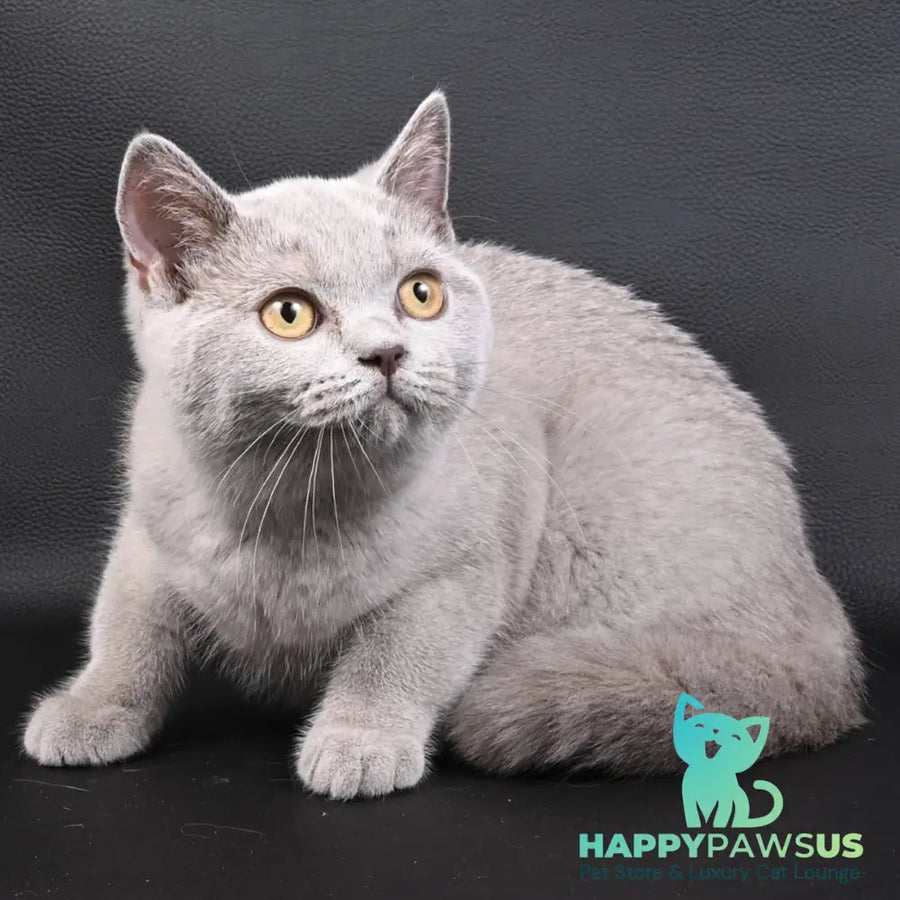 Enigma British Shorthair female lilac - live animals