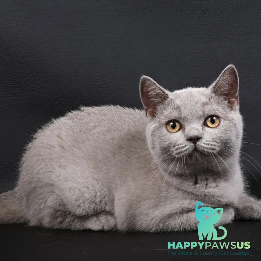 Enigma British Shorthair female lilac - live animals