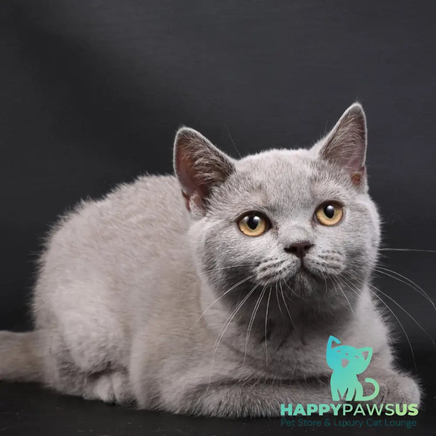 Enigma British Shorthair female lilac - live animals