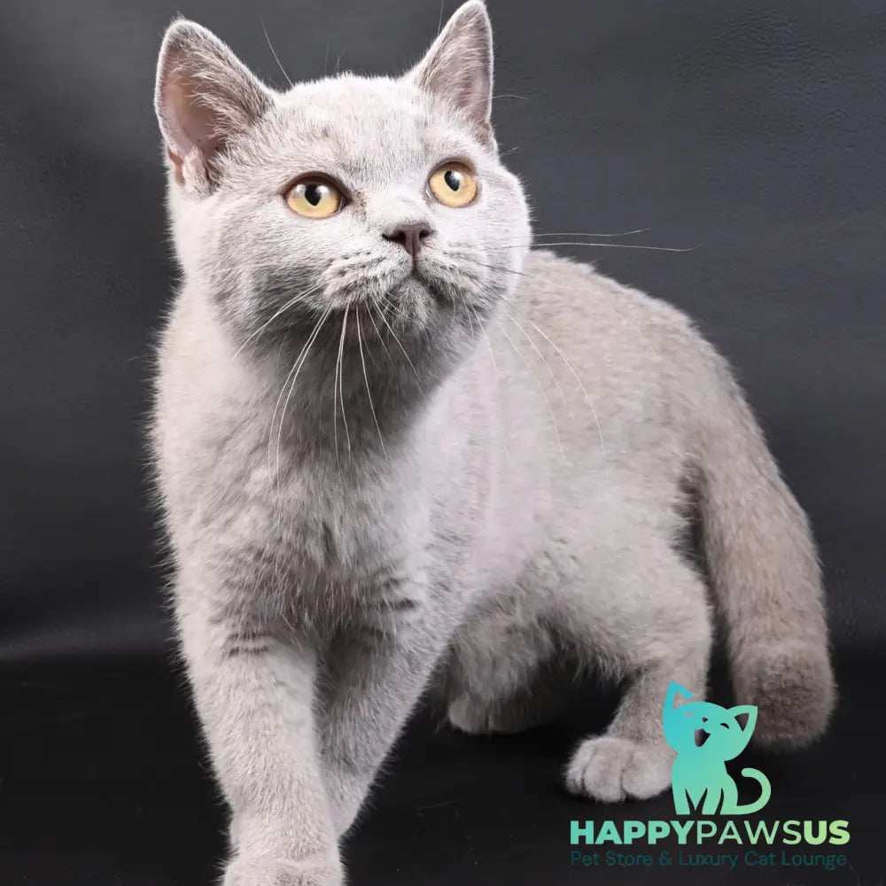 Enigma British Shorthair female lilac - live animals