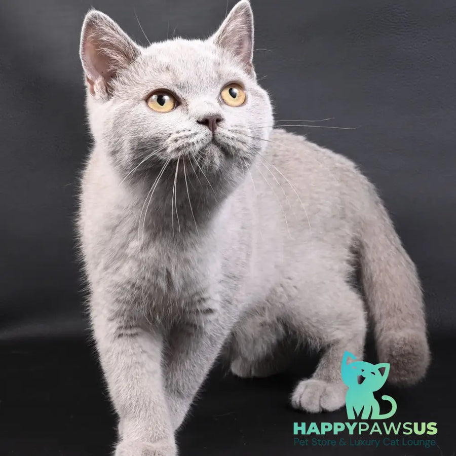 Enigma British Shorthair female lilac - live animals