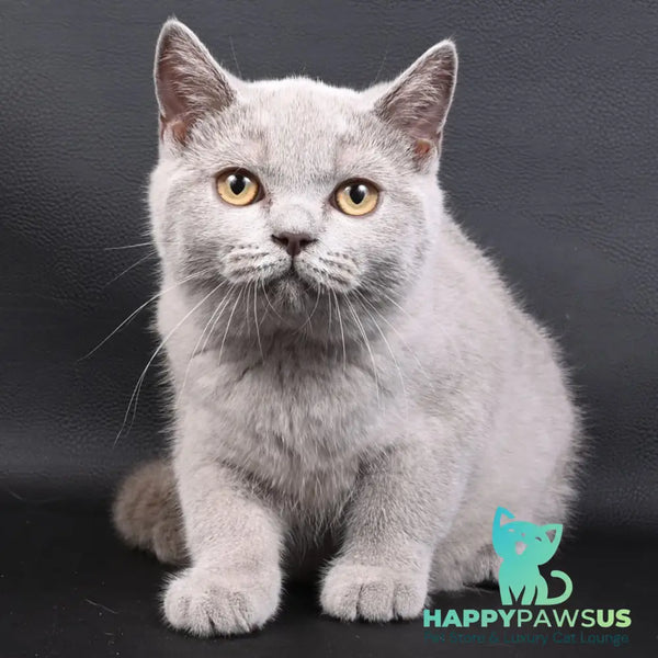 Enigma British Shorthair female lilac - live animals
