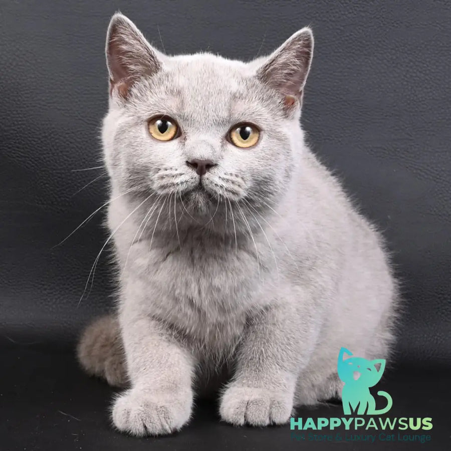 Enigma British Shorthair female lilac - live animals