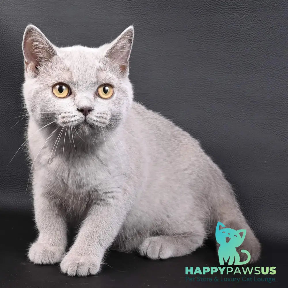 Enigma British Shorthair female lilac - live animals