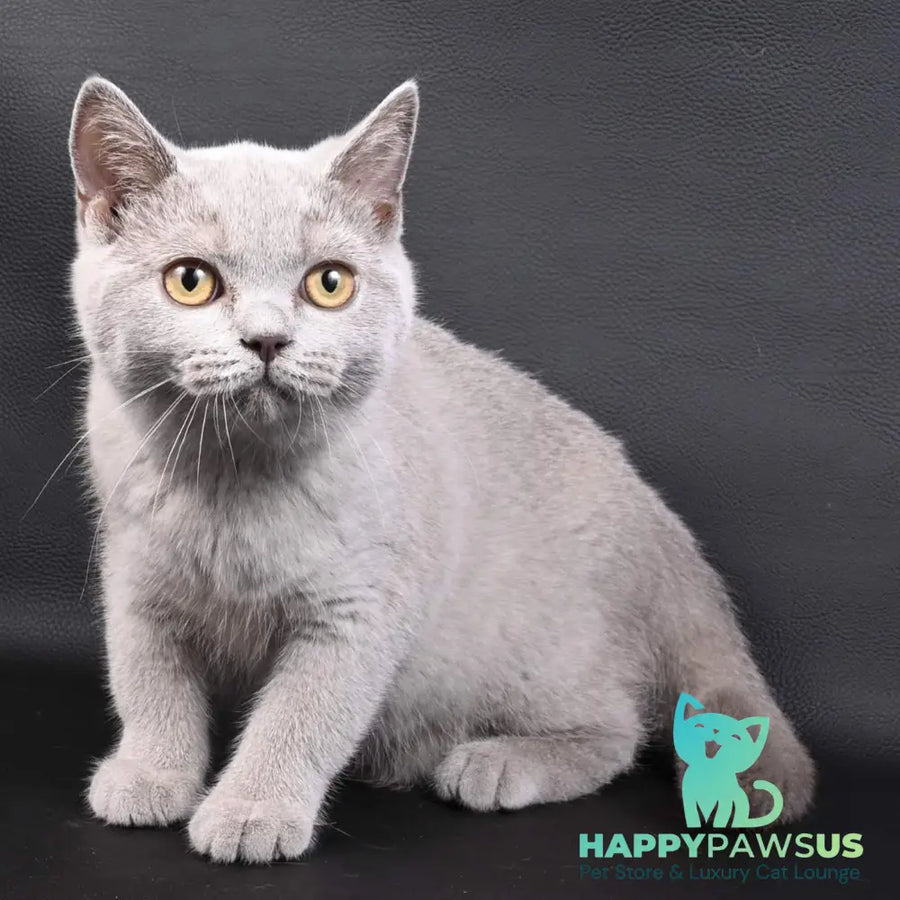 Enigma British Shorthair female lilac - live animals