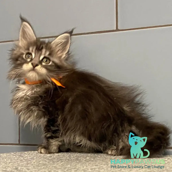 Enigma Maine Coon female black silver tabby - live animals