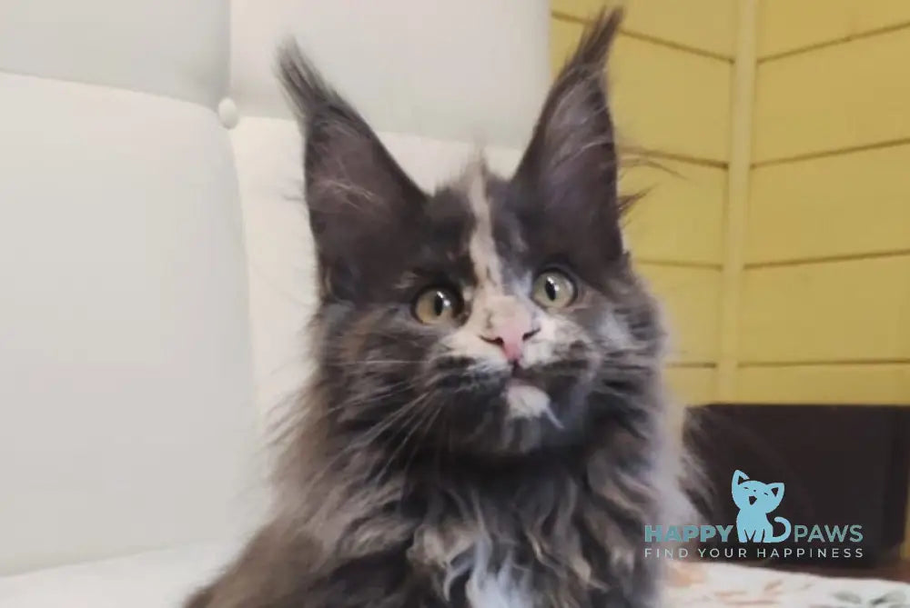 Enigma Maine Coon polydactyl female blue tortie with white live animals