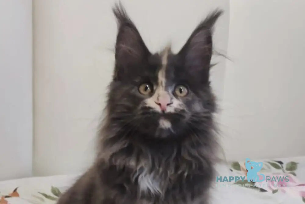 Enigma Maine Coon polydactyl female blue tortie with white live animals