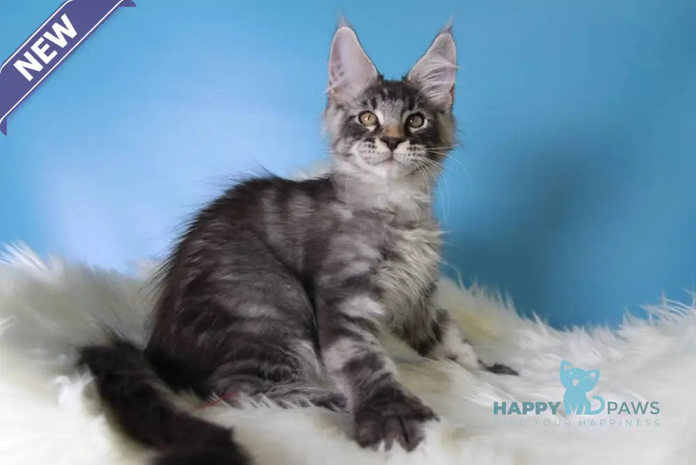 Еnisei Maine Coon male black silver tabby live animals