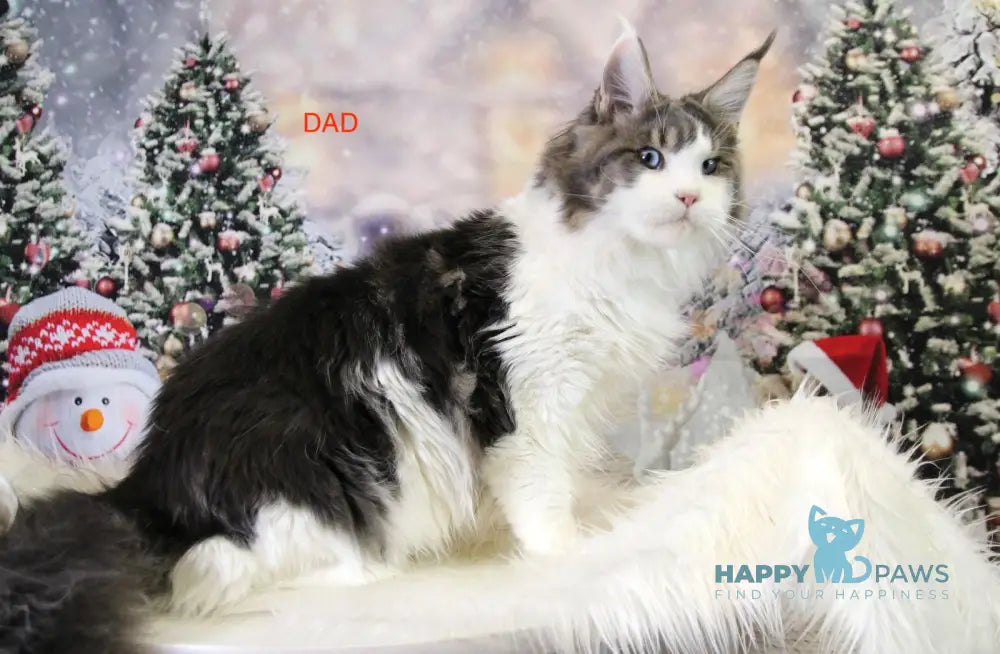 Еnisei Maine Coon male black silver tabby live animals