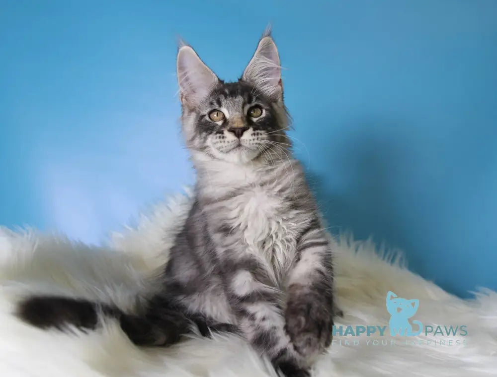 Еnisei Maine Coon male black silver tabby live animals