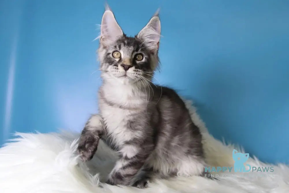 Еnisei Maine Coon male black silver tabby live animals
