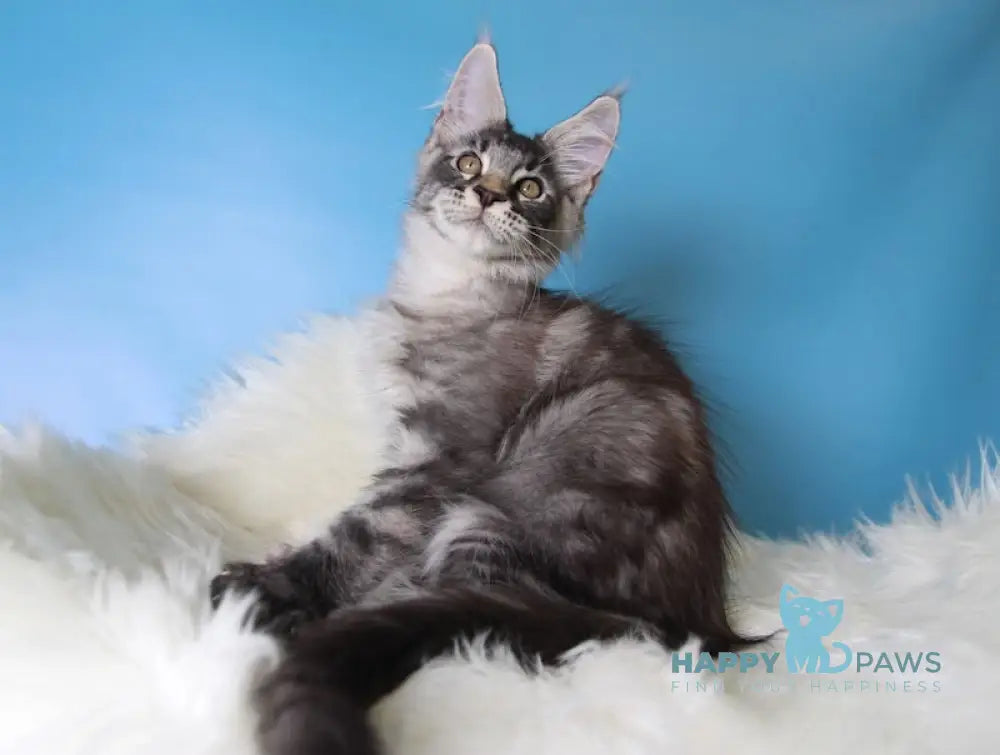 Еnisei Maine Coon male black silver tabby live animals